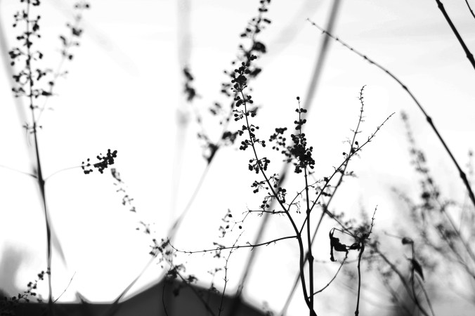 449bw